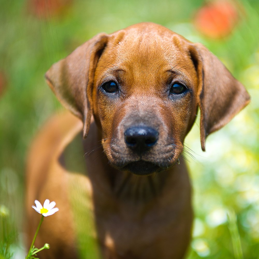 A brown puppy with floppy ears stands in a field of green grass and wildflowers, looking directly at the camera—a scene reminiscent of the tranquility found near lodging in Kanab UT. A small white flower is visible in the foreground.