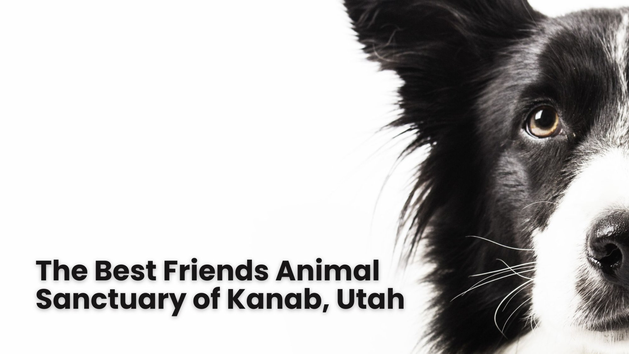 A close-up of a black and white dog’s face appears on the right, with text on the left reading, “The Best Friends Animal Sanctuary of Kanab, Utah.” The background is white.