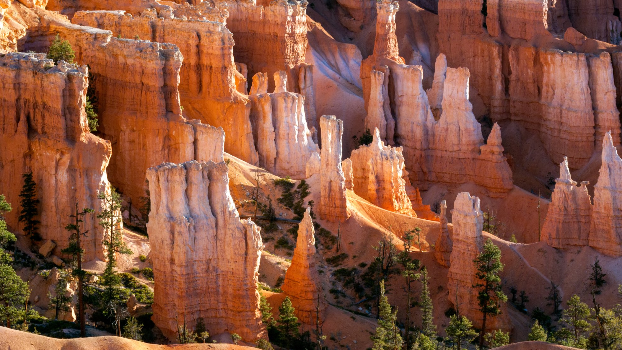 Tall, orange rock spires called hoodoos rise from the ground in a canyon with scattered green pine trees, under bright sunlight.